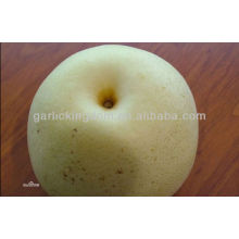 china pear low price pear,good qulity pear,golden pear
